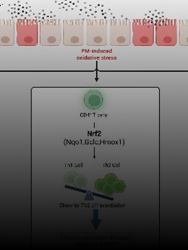 미세먼지의 심각성이미지